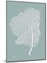 Sea Fan 2-Albert Koetsier-Mounted Art Print