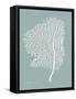 Sea Fan 2-Albert Koetsier-Framed Stretched Canvas