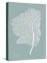 Sea Fan 2-Albert Koetsier-Stretched Canvas