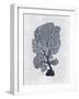 Sea Fan 2-Denise Brown-Framed Art Print