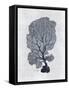 Sea Fan 2-Denise Brown-Framed Stretched Canvas