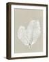 Sea Fan 4-Mary Margaret Briggs-Framed Giclee Print