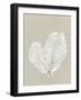 Sea Fan 4-Mary Margaret Briggs-Framed Giclee Print