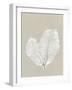 Sea Fan 4-Mary Margaret Briggs-Framed Giclee Print