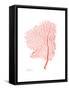 Sea Fan 5-Albert Koetsier-Framed Stretched Canvas