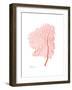 Sea Fan 5-Albert Koetsier-Framed Premium Giclee Print