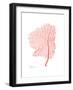 Sea Fan 5-Albert Koetsier-Framed Premium Giclee Print