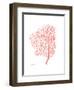 Sea Fan 5-Albert Koetsier-Framed Premium Giclee Print