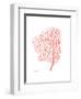 Sea Fan 5-Albert Koetsier-Framed Premium Giclee Print