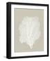 Sea Fan 5-Mary Margaret Briggs-Framed Giclee Print