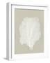 Sea Fan 5-Mary Margaret Briggs-Framed Giclee Print
