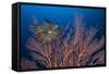 Sea Fan And Crinoid-Matthew Oldfield-Framed Stretched Canvas