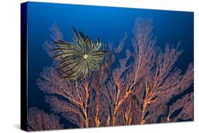 Sea Fan And Crinoid-Matthew Oldfield-Stretched Canvas