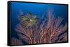 Sea Fan And Crinoid-Matthew Oldfield-Framed Stretched Canvas