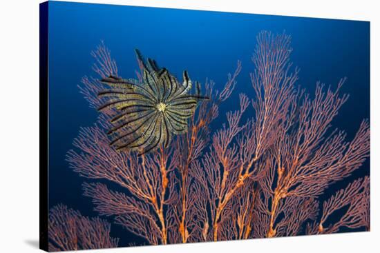Sea Fan And Crinoid-Matthew Oldfield-Stretched Canvas