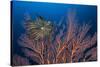 Sea Fan And Crinoid-Matthew Oldfield-Stretched Canvas