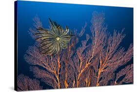 Sea Fan And Crinoid-Matthew Oldfield-Stretched Canvas