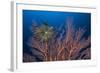 Sea Fan And Crinoid-Matthew Oldfield-Framed Premium Photographic Print