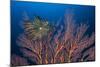 Sea Fan And Crinoid-Matthew Oldfield-Mounted Premium Photographic Print