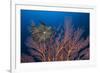 Sea Fan And Crinoid-Matthew Oldfield-Framed Photographic Print