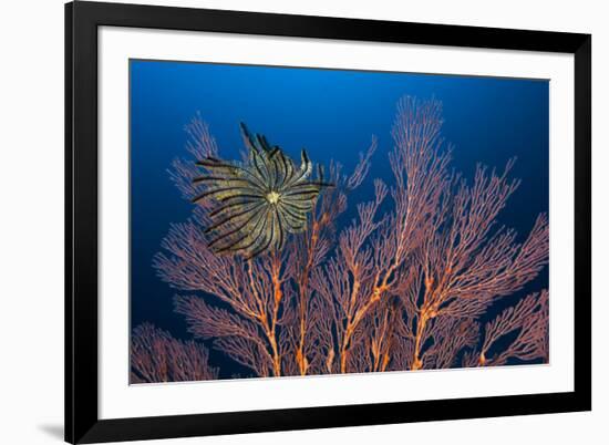 Sea Fan And Crinoid-Matthew Oldfield-Framed Photographic Print