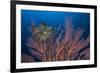 Sea Fan And Crinoid-Matthew Oldfield-Framed Photographic Print