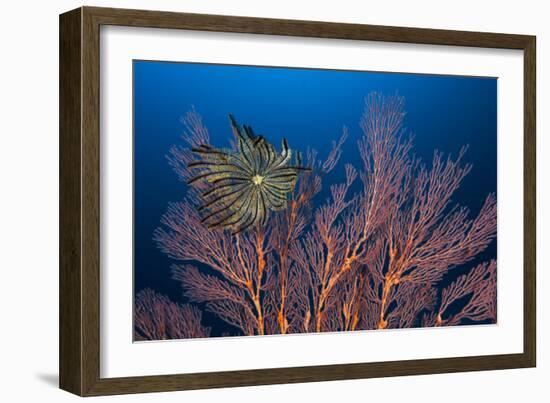 Sea Fan And Crinoid-Matthew Oldfield-Framed Photographic Print