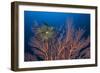 Sea Fan And Crinoid-Matthew Oldfield-Framed Photographic Print