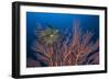 Sea Fan And Crinoid-Matthew Oldfield-Framed Photographic Print