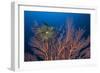 Sea Fan And Crinoid-Matthew Oldfield-Framed Photographic Print