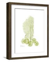 Sea Fan and Sand Dollar-Albert Koetsier-Framed Premium Giclee Print