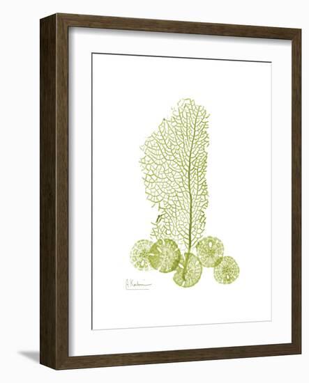 Sea Fan and Sand Dollar-Albert Koetsier-Framed Premium Giclee Print