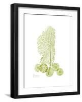 Sea Fan and Sand Dollar-Albert Koetsier-Framed Premium Giclee Print