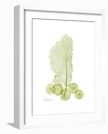 Sea Fan and Sand Dollar-Albert Koetsier-Framed Premium Giclee Print