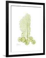 Sea Fan and Sand Dollar-Albert Koetsier-Framed Premium Giclee Print