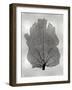 Sea Fan Black on Silver I-Melonie Miller-Framed Art Print