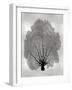 Sea Fan Black on Silver II-Melonie Miller-Framed Art Print