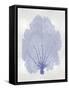 Sea Fan Blue II-Melonie Miller-Framed Stretched Canvas