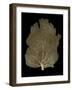 Sea Fan Gold on Black I-Melonie Miller-Framed Art Print