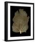 Sea Fan Gold on Black I-Melonie Miller-Framed Art Print