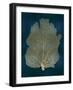 Sea Fan Gold on Teal I-Melonie Miller-Framed Art Print