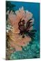 Sea Fan (Gorgonia) and Feather Star (Crinoidea), Rainbow Reef, Fiji-Pete Oxford-Mounted Photographic Print