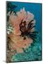 Sea Fan (Gorgonia) and Feather Star (Crinoidea), Rainbow Reef, Fiji-Pete Oxford-Mounted Photographic Print