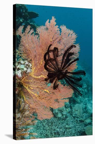Sea Fan (Gorgonia) and Feather Star (Crinoidea), Rainbow Reef, Fiji-Pete Oxford-Stretched Canvas
