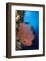 Sea Fan (Gorgonia) and Feather Star (Crinoidea), Rainbow Reef, Fiji-Pete Oxford-Framed Photographic Print