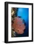 Sea Fan (Gorgonia) and Feather Star (Crinoidea), Rainbow Reef, Fiji-Pete Oxford-Framed Photographic Print
