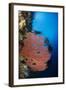 Sea Fan (Gorgonia) and Feather Star (Crinoidea), Rainbow Reef, Fiji-Pete Oxford-Framed Photographic Print