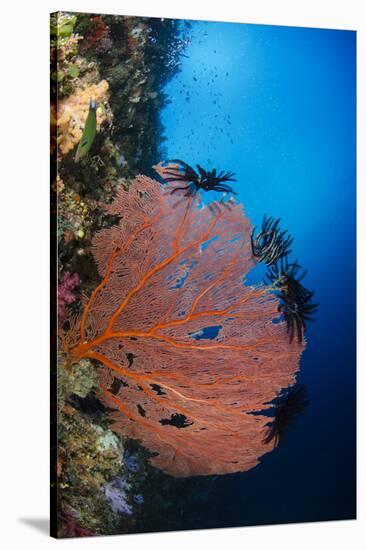 Sea Fan (Gorgonia) and Feather Star (Crinoidea), Rainbow Reef, Fiji-Pete Oxford-Stretched Canvas