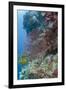 Sea Fan Gorgonian (Gorgonacea), Coral Reef, Namena Island, Fiji-Pete Oxford-Framed Photographic Print