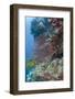 Sea Fan Gorgonian (Gorgonacea), Coral Reef, Namena Island, Fiji-Pete Oxford-Framed Photographic Print